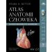 Atlas anatomii człowieka. Łacińskie mianownictwo anatomiczne. Netter