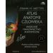 Atlas anatomii człowieka Angielskie mianownictwo anatomiczne